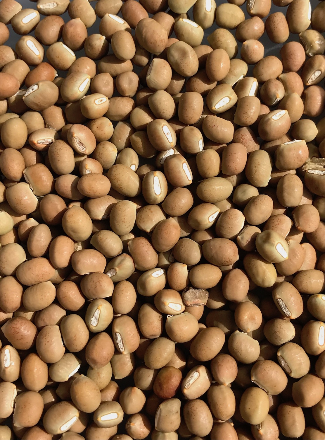 Packet of Vigna marina Seeds, 10 grams